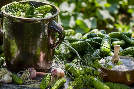 Preparations for pickling cucumbers in  the villageの写真素材
