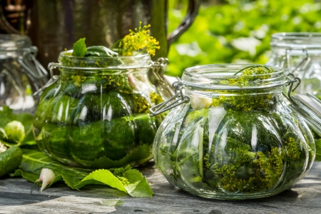 Closeup of fresh pickling cucumbers in the countrysideの写真素材