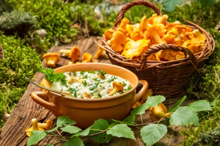 Freshly collected mushrooms in the woods and cooked with creamの写真素材