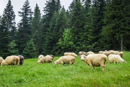 Herd of mountain sheep on the hillの写真素材