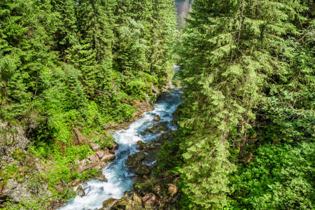 Mountain stream flowing through the trees in the mountainsの写真素材