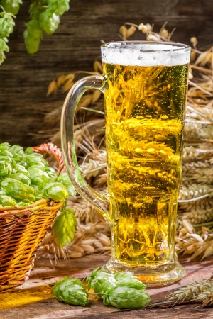 Closeup of golden ears in fresh beerの写真素材