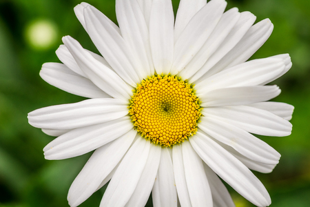 Closeup of summer wildflowers - Daisyの写真素材