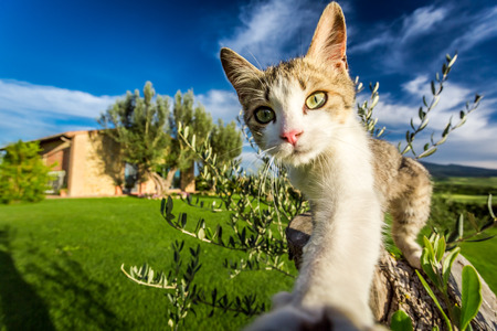 Curious cat in the countryside, Tuscanyの写真素材