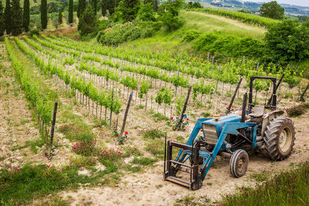Vines on the field and a blue tractorの写真素材