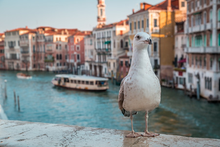Seagull on the Rialto Bridge in Veniceの写真素材