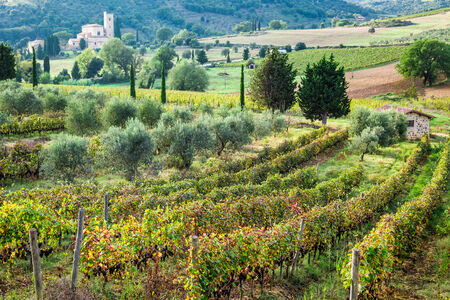 Beautiful view over the vineyards in Tuscanyの写真素材