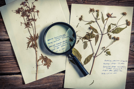 Cataloging plant at biology lessonの写真素材