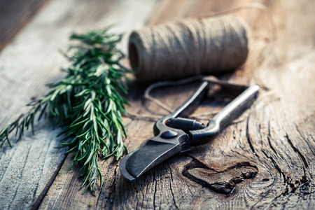 Fresh rosemary before dryingの写真素材