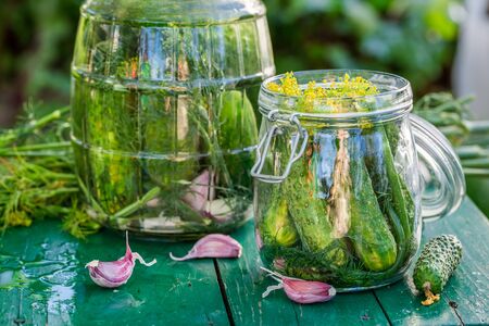 Fresh pickled cucumbers in gardenの写真素材