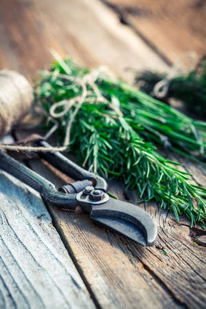 Freshly harvested rosemary on old wooden tableの写真素材