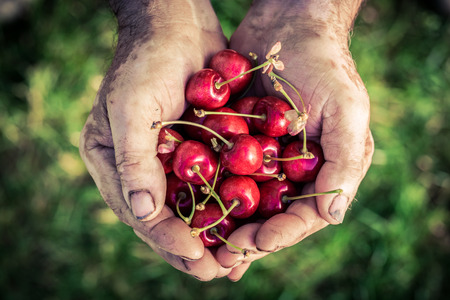 Freshly harvested cherries in handsの写真素材