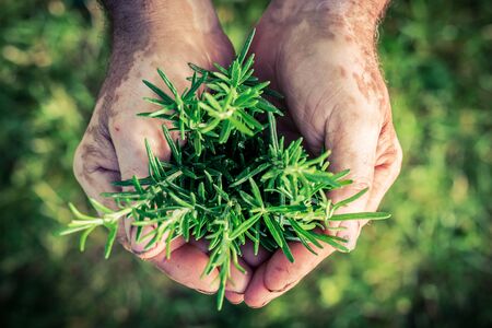 Freshly harvested rosemary in handsの写真素材