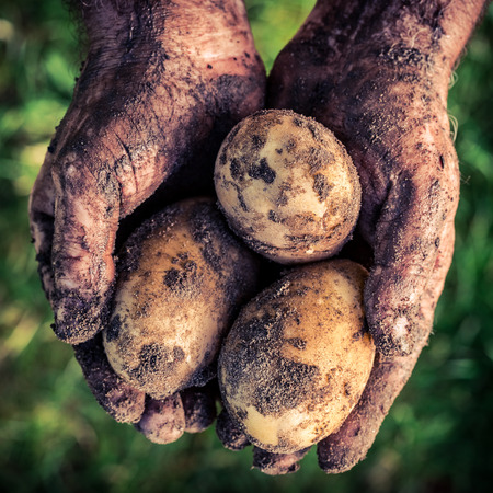 Ripe potatoes in handsの写真素材