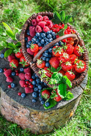 Ripe berries in gardenの写真素材