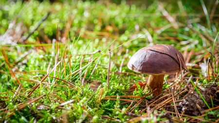 Little boletus on moss in forest at sunriseの写真素材