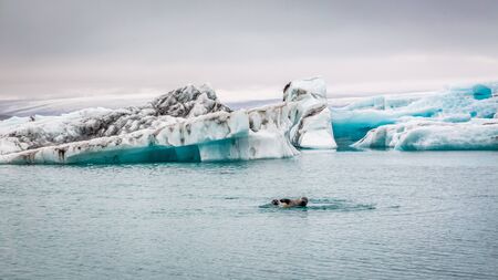 Seals swimming in the iceberg bay in Icelandの写真素材