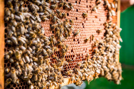 Frame full of honey with bees