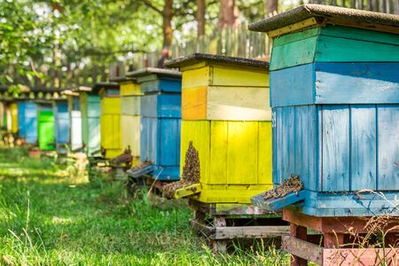 Wooden beehives in summerの写真素材