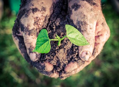 Growing plant in handsの写真素材