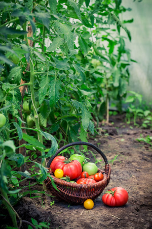 Juicy tomatoes in greenhouseの写真素材