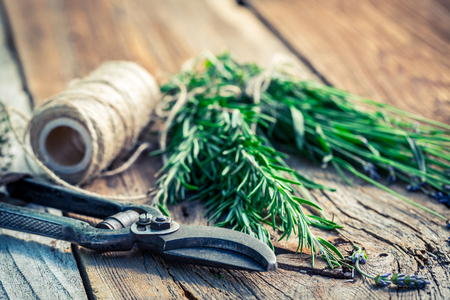 Freshly harvested rosemary before dryingの写真素材