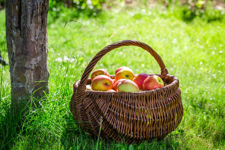 Ripe apples in gardenの写真素材
