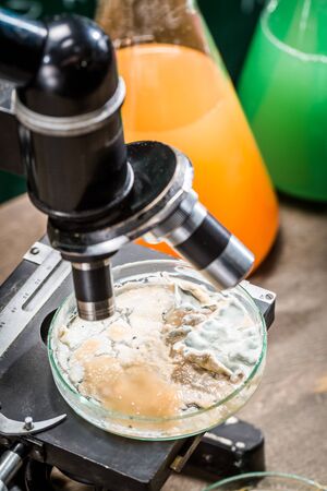 Test under the microscope of molds in a laboratoryの写真素材