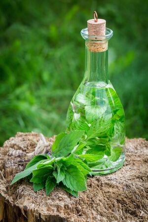 Healthy and homemade liqueur with mint and alcoholの写真素材
