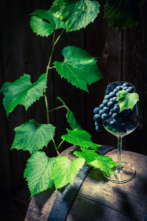 Grapes and vines on an old barrel of wineの写真素材