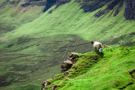 Stunning view to sheeps in Quiraing, Scotland, United Kingdomの写真素材