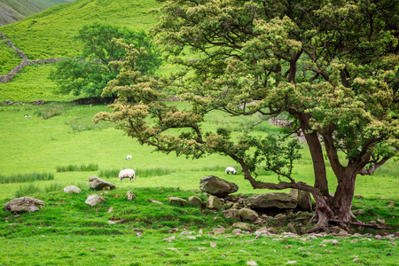 Grazing flock of sheeps near big tree in District Lakeの写真素材