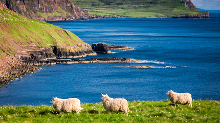 Stunning view to sheeps on the coast, Scotland, United Kingdom