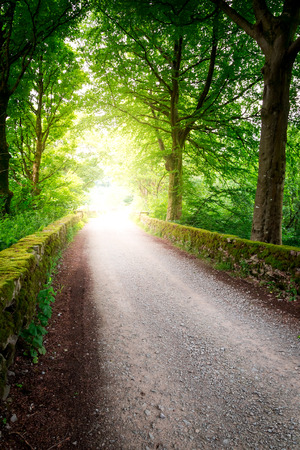 Path in the forest and rays of the sunの写真素材