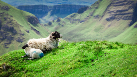 View to sheeps in Quiraing, Isle of Skye, Scotlandの写真素材