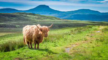 Brown highland cow in Scotland in UK