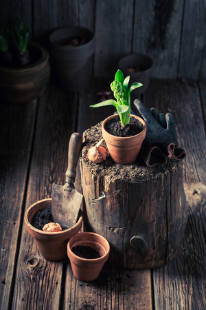 Green plants and old red clay pots in wooden shedの写真素材