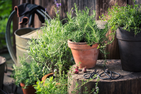 Green and ecological herbs in summer gardenの写真素材