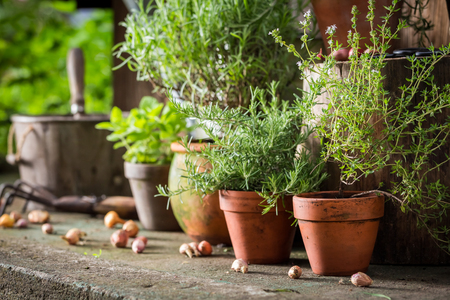 Aromatic and healthy herbs on the old porchの写真素材
