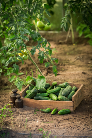 Green and ripe cucumbers at a greenhouseの写真素材
