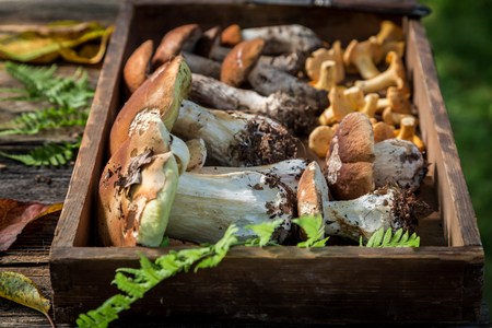 Raw wild mushrooms with green fern from forestの写真素材