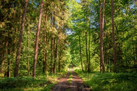 Beautiful summer in the forest in Polandの写真素材