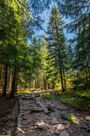 Beautiful forest in Tatra mountains at sunrise in autumnの写真素材