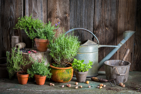Homegrown green herbs on the old porchの写真素材