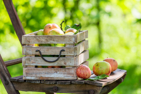 Fresh red apples in wooden box in summerの写真素材