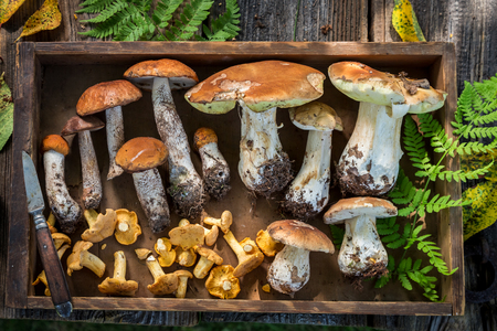 Top view of edible wild mushrooms in wooden boxの写真素材