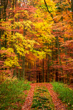 Beautiful forest full fo leaves in the fall, Polandの写真素材