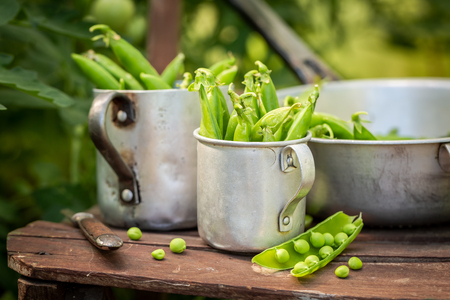 Closeup of green peas in an old aluminum potの写真素材