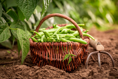 Raw green beans in a wicker basket on the fieldの写真素材