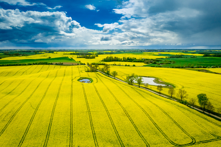 Yellow rape fields in cloudy day, aerial view in Polandの写真素材